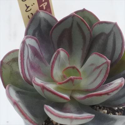 フラワーネット日本花キ流通 - おらいさん｜Yahoo!ショッピング