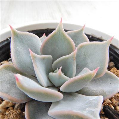 フラワーネット日本花キ流通 - 優木園さん｜Yahoo!ショッピング