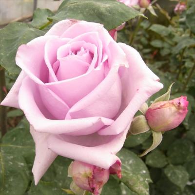 ブルームーンバラ苗（花の苗）｜苗 | 花、ガーデニング のおすすめ人気