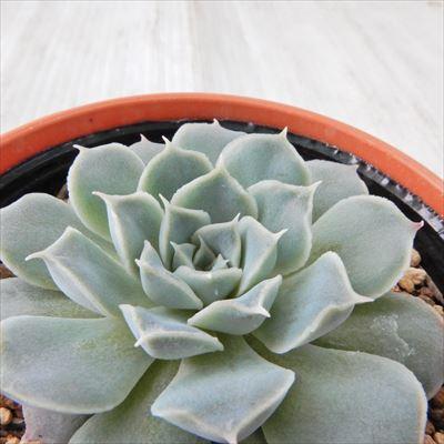 フラワーネット日本花キ流通 - 優木園さん｜Yahoo!ショッピング