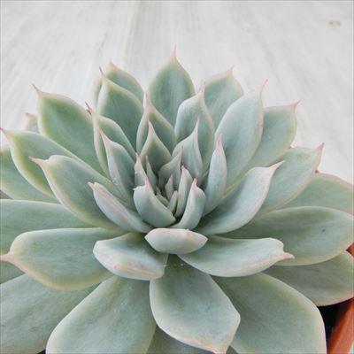 フラワーネット日本花キ流通 - 優木園さん｜Yahoo!ショッピング