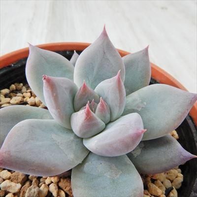 フラワーネット日本花キ流通 - 優木園さん｜Yahoo!ショッピング