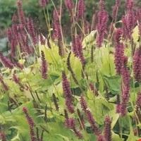 予約販売 宿根草の咲く庭 ベロニカ ロンギフォリア ブルーシェーズ 宿根草苗 9cmロングポット ガーデニング 多年草 3月下旬以降発送 Z フラワーネット日本花キ流通 通販 Yahoo ショッピング