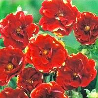 ネモフィラ 苗 選べる4色 9センチポット 3号 ここなぎ 通販 Yahoo ショッピング