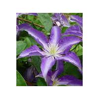 z 7（苗）（花種類：クレマチス） | 花、ガーデニング の