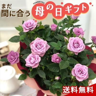 ミニバラ(花、ガーデニング)の商品一覧 通販 - Yahoo!ショッピング ミニバラ(花、ガーデニング)の商品一覧 通販 - Yahoo!ショッピング