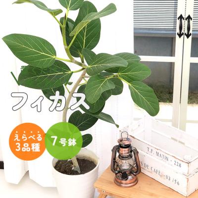 フィカス・ベンガレンシス（観葉植物） | 花、ガーデニング のおすすめ