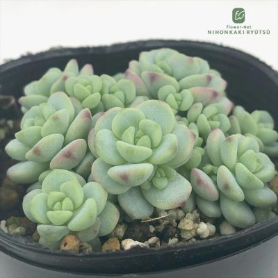 多肉植物 緑とピンク 中型*3 多肉植物 ピンク色のおすすめ人気商品一覧 通販 - Yahoo!ショッピング