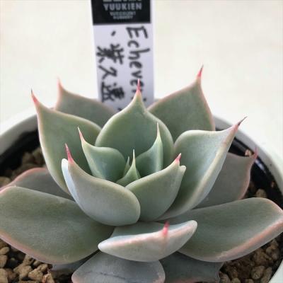 フラワーネット日本花キ流通 - 優木園さん｜Yahoo!ショッピング