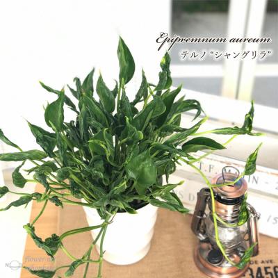 ポトス テルノ 商品一覧 - フラワーネット日本花キ流通 - 売れ筋 ポトス テルノ 商品一覧 - フラワーネット日本花キ流通 - 売れ筋
