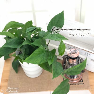 ポトス テルノ 商品一覧 - フラワーネット日本花キ流通 - 売れ筋 ポトス テルノ 商品一覧 - フラワーネット日本花キ流通 - 売れ筋