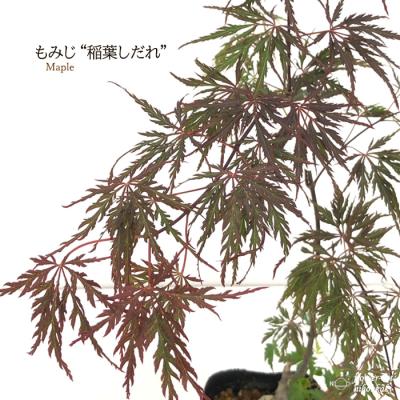 枝垂れモミジ 良株 紅葉 樹木 落葉樹 苗木 しだれ紅葉（苗木、植木） | 花、ガーデニング の商品一覧 通販
