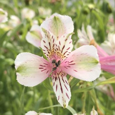 アルストロメリア 苗（花の苗）｜苗 | 花、ガーデニング の