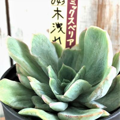 フラワーネット日本花キ流通 - おらいさん｜Yahoo!ショッピング
