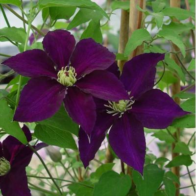 フラワーネット日本花キ流通 - 湘南クレマチス園｜Yahoo!ショッピング