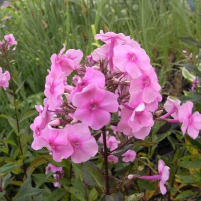 モカです。　購入件連絡用　フロックス、その他 モカです。 購入件連絡用 フロックス、その他 楽天市場