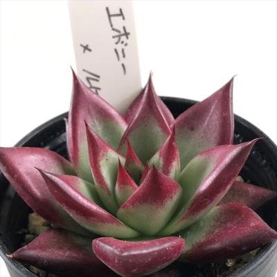 フラワーネット日本花キ流通 - O's PLANTS｜Yahoo!ショッピング