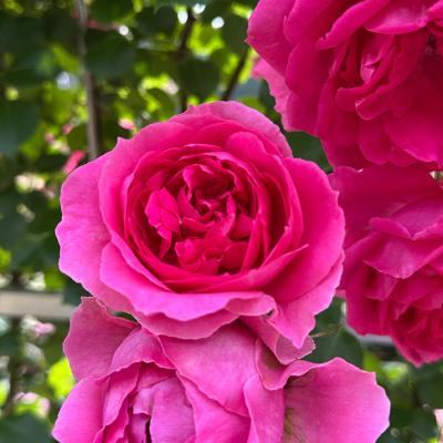 薔薇苗 鮮やかなローズピンク 強健 四季咲き バラ苗 つるバラ 四季咲き ピンク 強香 強健の商品一覧 通販 - Yahoo!ショッピング