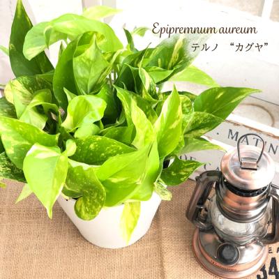 ポトス テルノ 商品一覧 - フラワーネット日本花キ流通 - 売れ筋