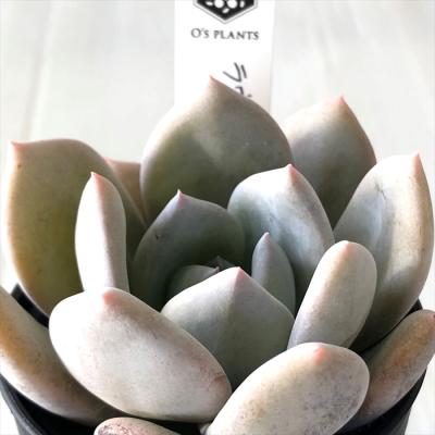 フラワーネット日本花キ流通 - O's PLANTS｜Yahoo!ショッピング