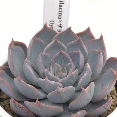 フラワーネット日本花キ流通 - 優木園さん｜Yahoo!ショッピング