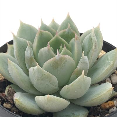 エケベリアラズベリーアイス(サボテン、多肉植物)の商品一覧 エケベリアラズベリーアイス(サボテン、多肉植物)の商品一覧