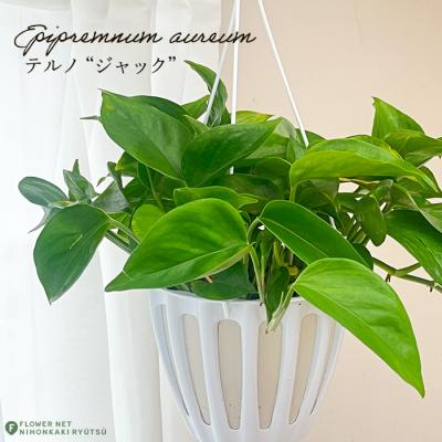 ポトス テルノ 商品一覧 - フラワーネット日本花キ流通 - 売れ筋