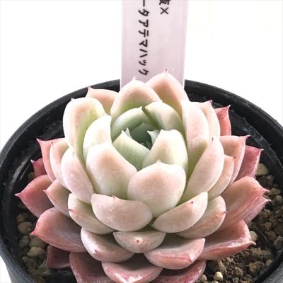 フラワーネット日本花キ流通 - TYさん｜Yahoo!ショッピング
