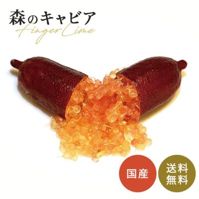 スクレントフィンガーライム10個セット スクレントフィンガーライム10個セット フィンガーライムの