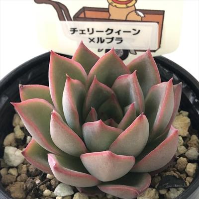 フラワーネット日本花キ流通 - パルクさん｜Yahoo!ショッピング
