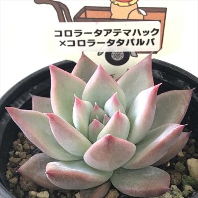 フラワーネット日本花キ流通 - パルクさん｜Yahoo!ショッピング