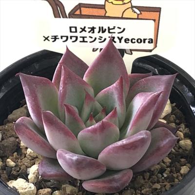 フラワーネット日本花キ流通 - パルクさん｜Yahoo!ショッピング