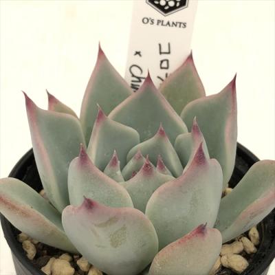 フラワーネット日本花キ流通 - O's PLANTS｜Yahoo!ショッピング