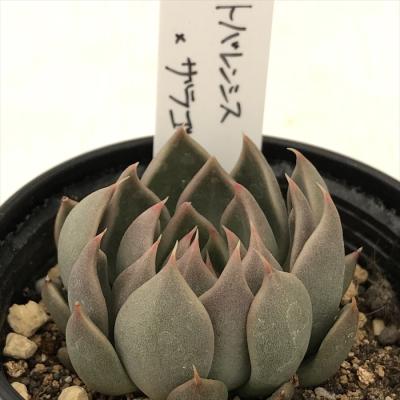 フラワーネット日本花キ流通 - O's PLANTS｜Yahoo!ショッピング