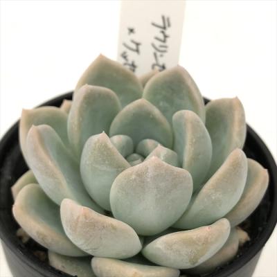 フラワーネット日本花キ流通 - O's PLANTS｜Yahoo!ショッピング