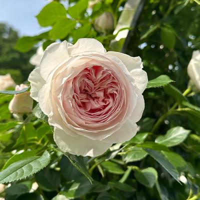 バラ ピンク カップ咲き 品種（花、ガーデニング）のおすすめ