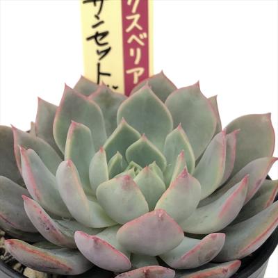 フラワーネット日本花キ流通 - おらいさん｜Yahoo!ショッピング