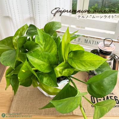 ポトス テルノ 商品一覧 - フラワーネット日本花キ流通 - 売れ筋通販