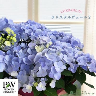 ラグランジア クリスタルヴェール2のおすすめ人気商品一覧 通販