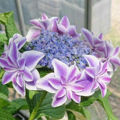 3点set〈Bouquet・大人の菜の花×くすみ紫陽花・盛り〉 アジサイ 深海の色 9cmポット 加茂 KAMOセレクション ハイドランジア