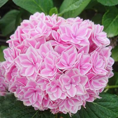 紫陽花 人気品種のおすすめ人気ランキングTOP100 - Yahoo!ショッピング
