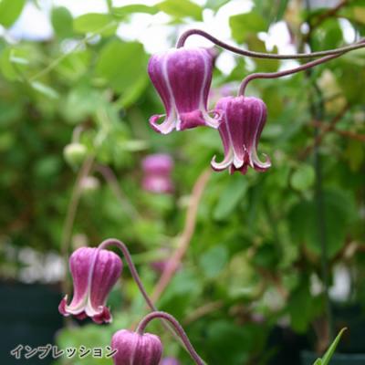 フラワーネット日本花キ流通 - ヴィオルナ系｜Yahoo!ショッピング