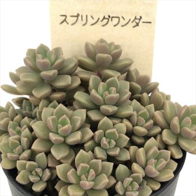 フラワーネット日本花キ流通 - 古都の葉さん｜Yahoo!ショッピング