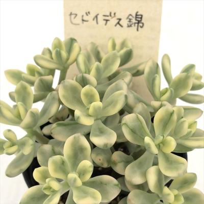 フラワーネット日本花キ流通 - 古都の葉さん｜Yahoo!ショッピング