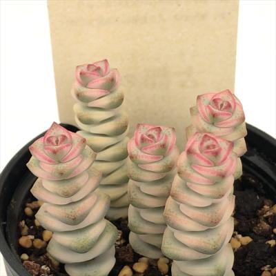 ❣️札付き 多肉植物 セダム 古都の葉さん苗★3苗セット★ ❣️札付き 多肉植物 セダム 古都の葉さん苗☆3苗セット☆