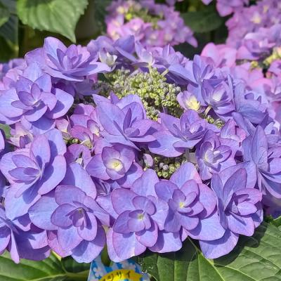 アジサイ苗 楽天市場】アジサイ レンブラントシリーズ 3.5寸ポット苗木 ドルチェ