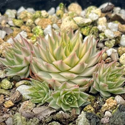 センペルのおすすめ人気商品一覧 通販 - Yahoo!ショッピング