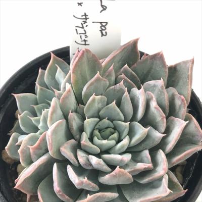 フラワーネット日本花キ流通 - O's PLANTS｜Yahoo!ショッピング