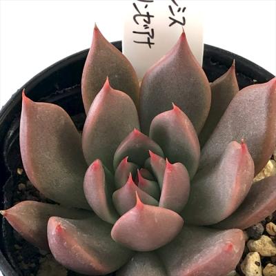 フラワーネット日本花キ流通 - O's PLANTS｜Yahoo!ショッピング