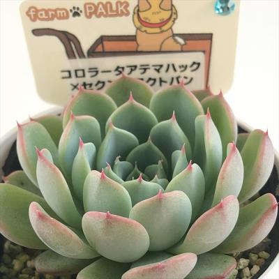 エケベリア コロラータの商品一覧 通販 - Yahoo!ショッピング エケベリア コロラータの商品一覧 通販 - Yahoo!ショッピング